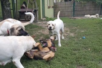 Zabawa grupowa psów